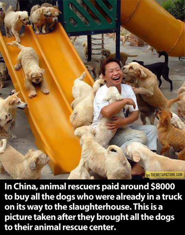 Saved from the pot: Hundreds of dogs rescued by animal activists in China as they are about to be killed for food  Read more: http://www.dailymail.co.uk/news/article-1378738/Hundreds-dogs-set-slaughtered-food-rescued-Chinese-activist