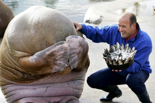 Bon anniversaire Romignon :) Walrus-reaction-after-getting-a-birthday-cake-made-out-of-fish-so-cute-it-hurts