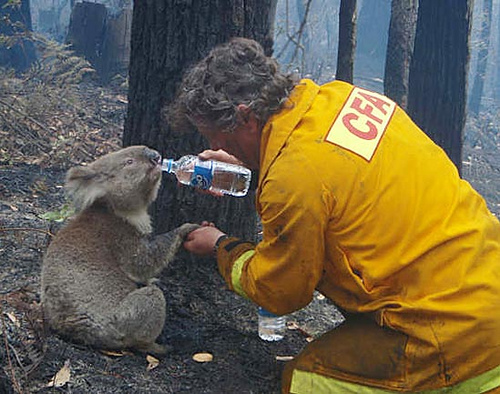 A firefighter gives water to a koala