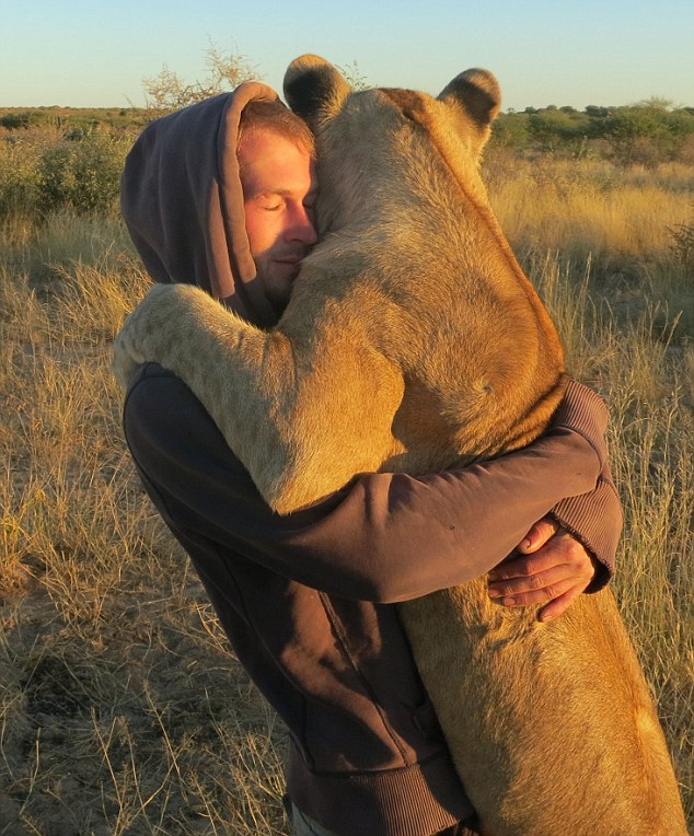 A lioness hugging the man who rescued her