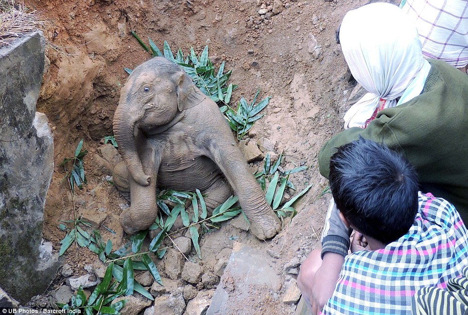 Baby elephant gets stuck in a muddy ditch and has to be pulled out by Indian villagers