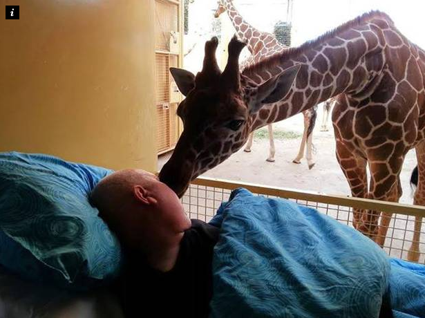 Giraffe's final goodbye: kisses for a dying zoo worker 