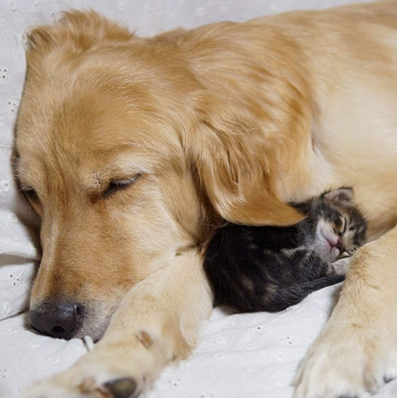  This Kitten’s Mom Rejected Her. What Happened After She met This Golden Retriever Stole My Heart.
