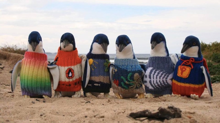 Alfie Date's penguins